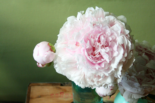 An Ode To Peonies