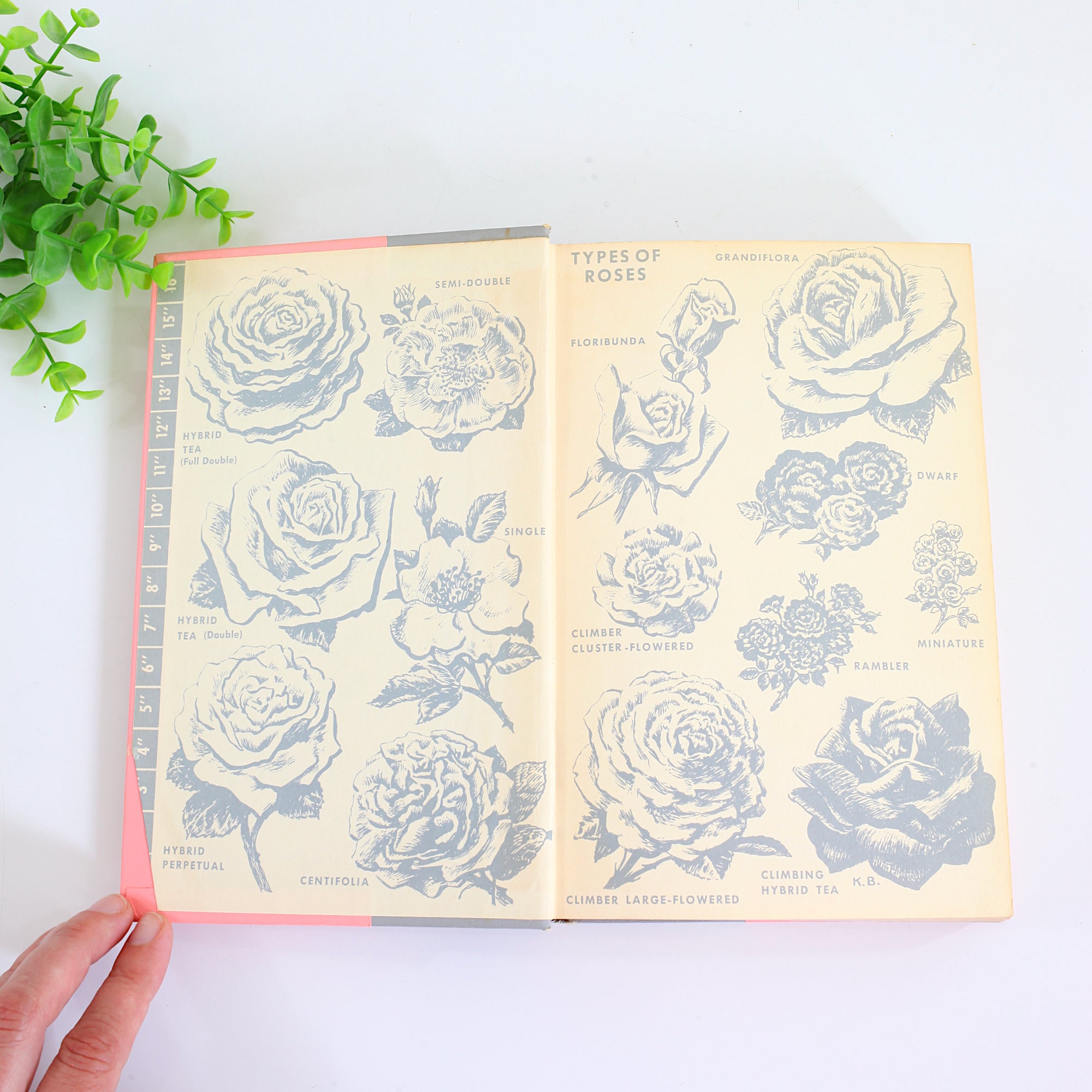 SOLD - Vintage 1958 The Rockwells' Complete Book Of Roses *Free US Shi ...