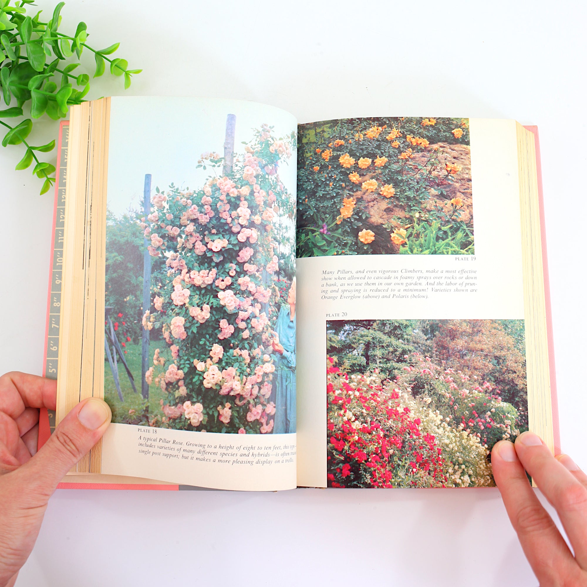 SOLD - Vintage 1958 The Rockwells' Complete Book Of Roses *Free US Shi ...