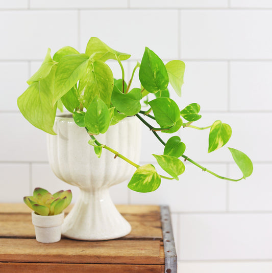 SOLD - Mid Century White Pedestal Planter