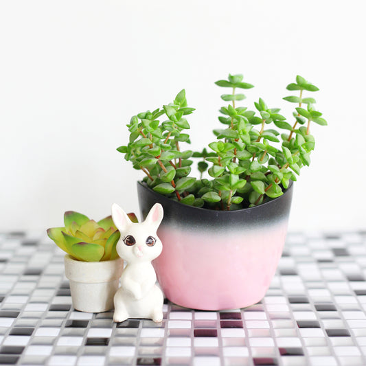 SOLD - Mid Century Pink & Black Ombre Planter by Stanford Sebring