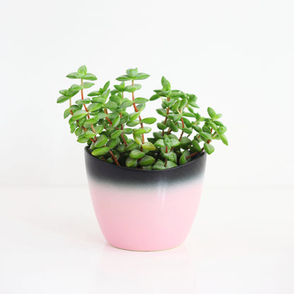 SOLD - Mid Century Pink & Black Ombre Planter by Stanford Sebring