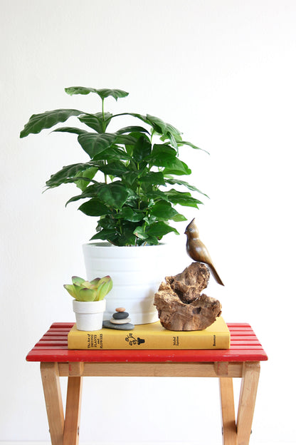 SOLD - Vintage Carved Wood Cardinal Figurine / Vintage Driftwood Bird Sculpture