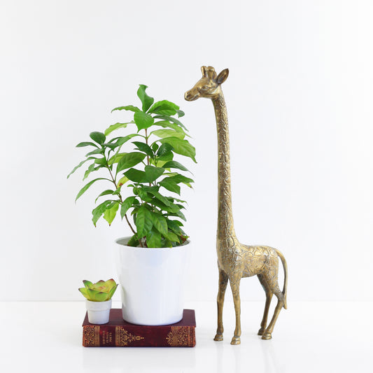 SOLD - Mid Century Large Brass Giraffe Statue