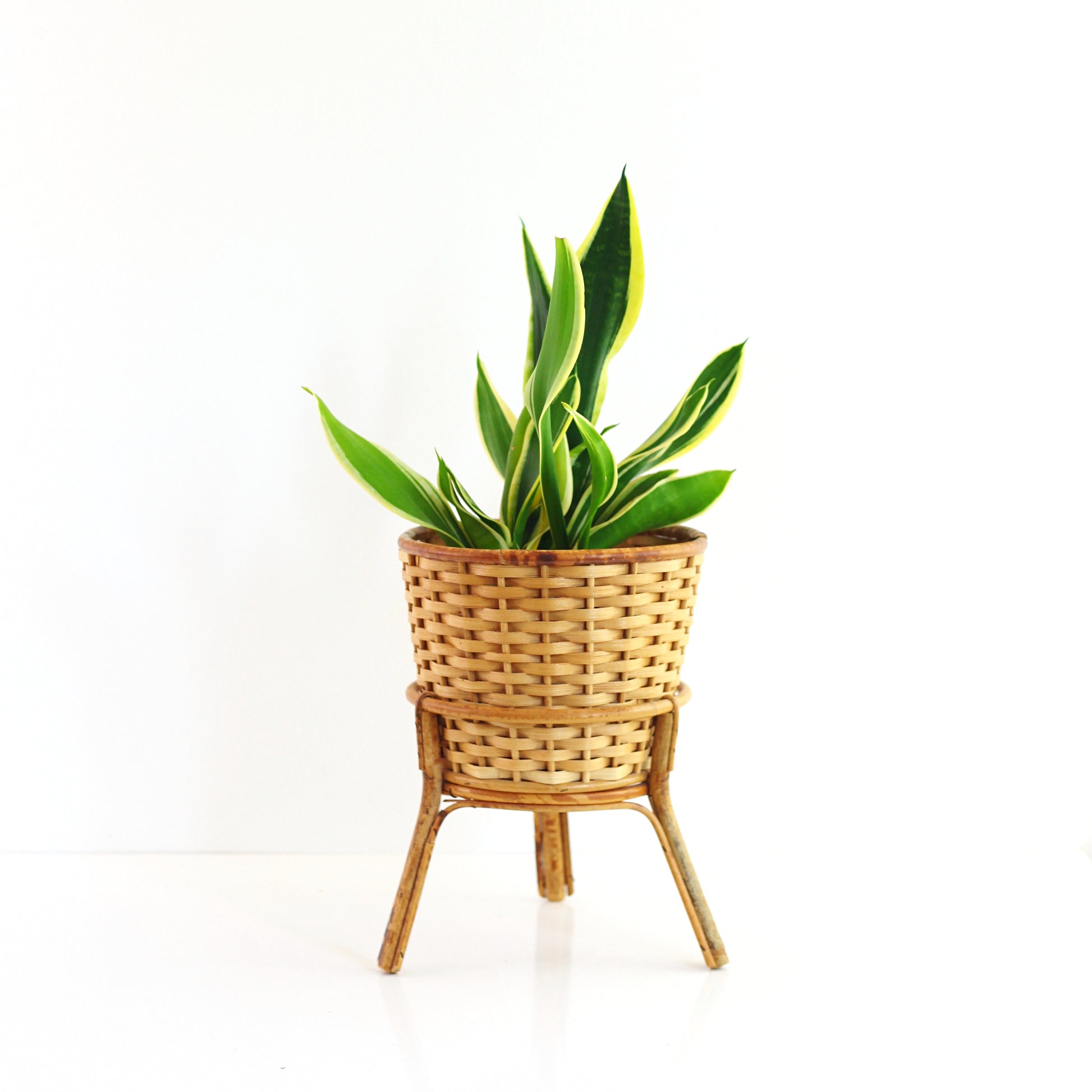 rattan snake plant holder SOLD