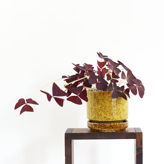 SOLD - Mid Century West German Mustard Yellow Pottery Planter with Underplate